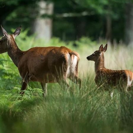 Maison Au Milieu Des Bois Et Des Animaux Jouy-le-Potier 外观 照片