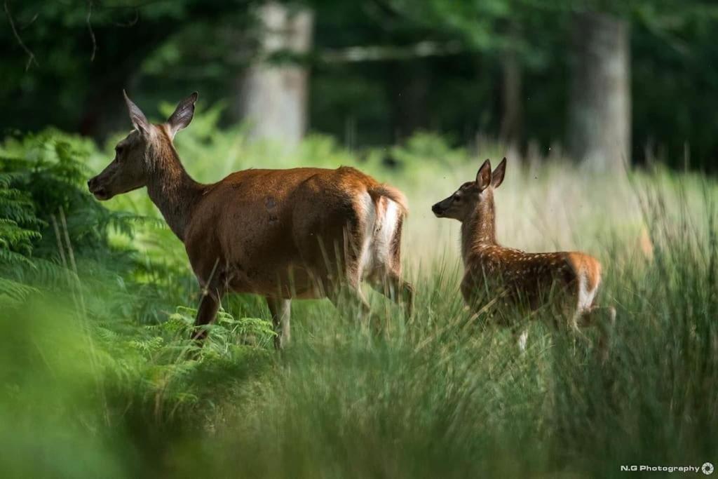 Maison Au Milieu Des Bois Et Des Animaux Jouy-le-Potier 外观 照片