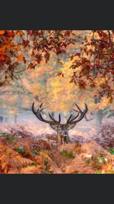 Maison Au Milieu Des Bois Et Des Animaux Jouy-le-Potier 外观 照片