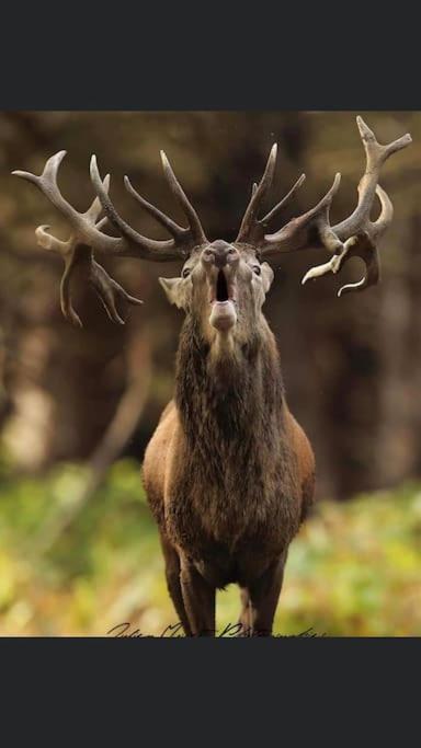 Maison Au Milieu Des Bois Et Des Animaux Jouy-le-Potier 外观 照片
